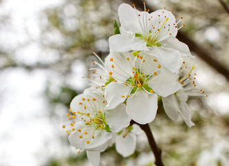 Close Up of American Plum Tree Flowers