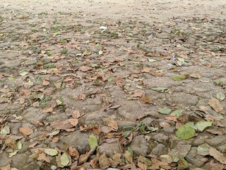 The texture and background of dry leaves scattered about