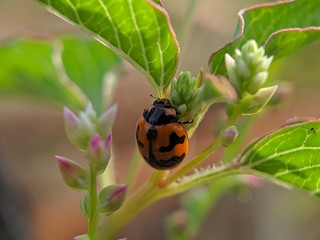 six spotted zigzag ladybird - Red little beetles in the wild