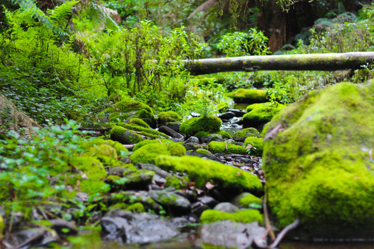 Babbling brook, water running from a waterfall over mossy rocks, fallen trees and ferns