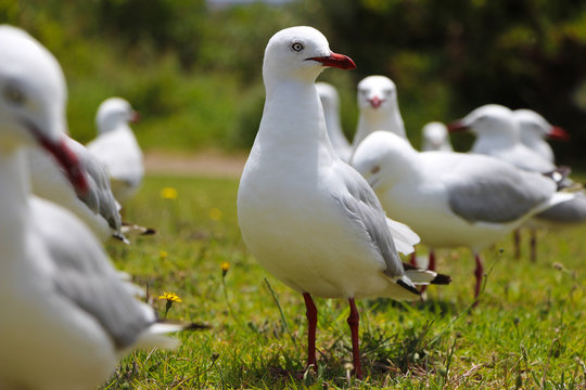 Flock Of Seagulls Waiting For Chips At The Park