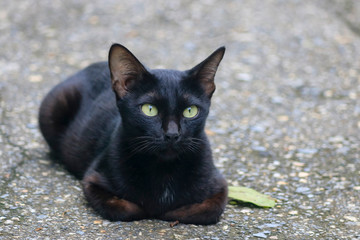 Close-up of a black cat sitting on the street