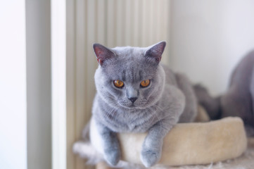 portrait of a cat isolated on white background