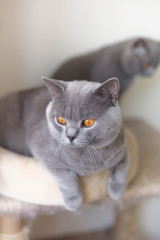 portrait of a cat isolated on white background