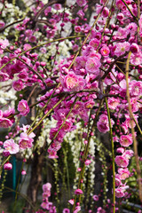 Scientific name is Prunus mume.English name is Japanese apricot.