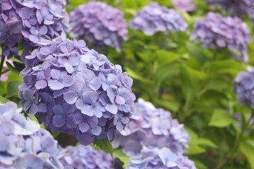 Close up of beautiful hydrangea macrophylla flowers, Kagoshima, Japan, Soft focus