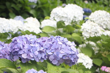 Close up of beautiful purple and white hydrangea flowers, wallpaper background, soft focus