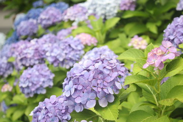 Close up of beautiful and colourful lacecap hydrangea flowers, Kagoshima, Japan, soft focus