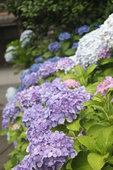 Close up of beautiful hydrangea macrophylla flowers, Kagoshima, Japan, Soft focus