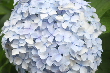 Close up of beautiful white and purple  hydrangea flowers, wallpaper background