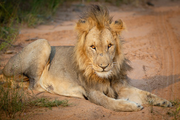 Lion sitting in the sun, South Africa