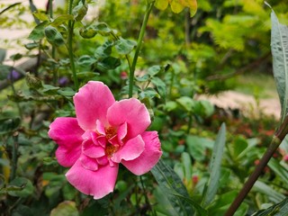 Fototapeta premium pink flowers in the garden