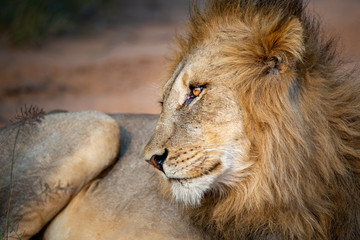 Lion sitting in the sun, South Africa
