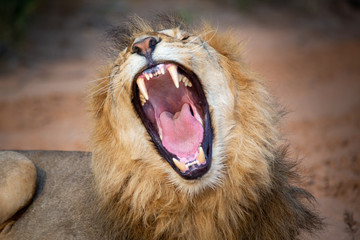 Lion sitting in the sun, South Africa