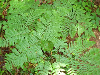 close up view of ferns
