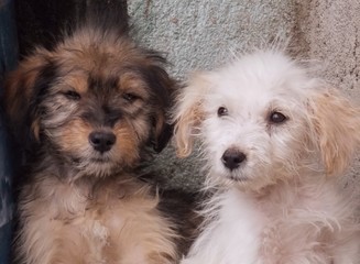 Filhotes de puldo híbrido