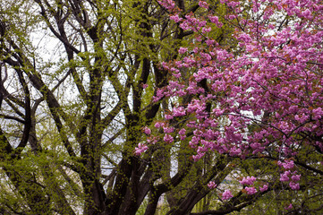 The beautiful  landscape of spring garden.