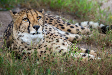 Cheetah, whole body close up