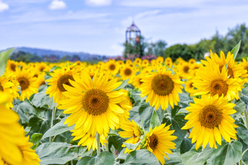 ヒマワリ_Sunflower