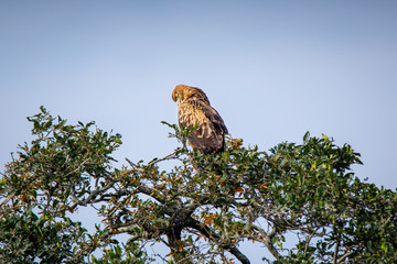 Birds of Prey in a tree, South Africa