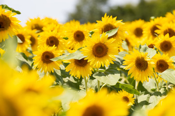 Obraz premium ヒマワリ_Sunflower