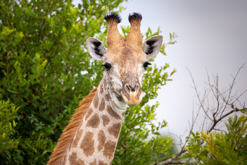 Giraffe in South Africa