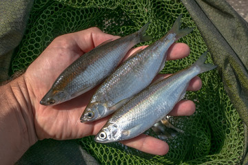 Bleak fishing. Live ablet fish in fisherman hand above fishing keeping net.