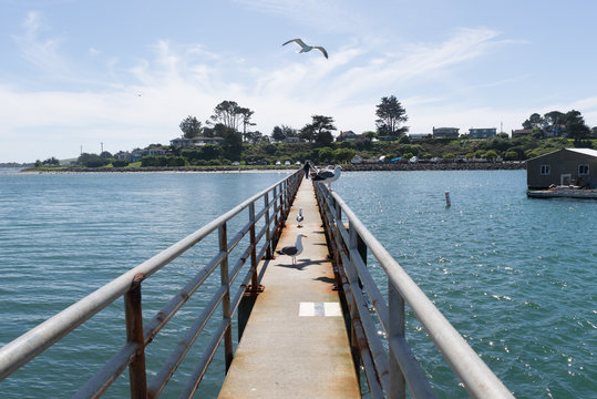 Birds On Bodega Bay, California, City Where Filmed The Birds By Alfred Hitchcock