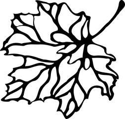 Maple leaf outline on a transparent background