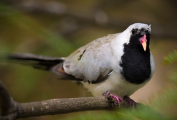This macro image shows a white-eared bulbul (Pycnonotus leucotis) bird looking at the camera.