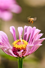 ジニア_百日草_Zinnia