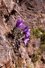 Beautiful Pulsatilla Patens Tongkangenis,Pasqueflower.