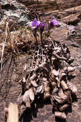 Beautiful Pulsatilla Patens Tongkangenis,Pasqueflower.
