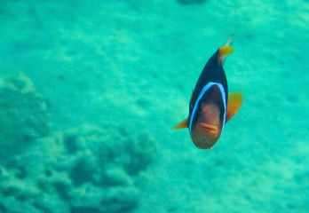 Clown-fish, scientific name is Amphiprion bicinctus, it belongs to the family Pomacentridae, its...