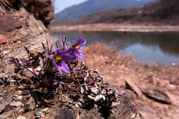 Beautiful Pulsatilla Patens Tongkangenis,Pasqueflower.