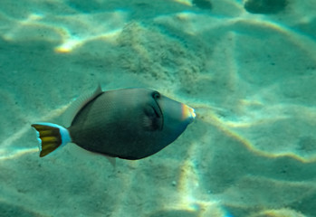 Obraz premium Bluethoat triggerfish, scientific name is Sufflamen albicaudatus, it belongs to the family Balistidae and has 3 spines on dorsal fin, it inhabits the Red Sea and bay of Oman 
