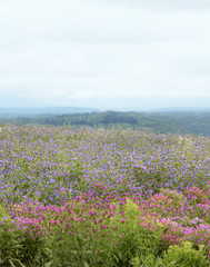Fototapeta premium 北海道の風景 野原の花