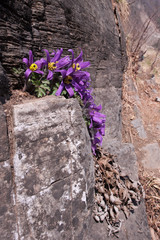 Beautiful Pulsatilla Patens Tongkangenis,Pasqueflower.