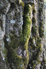 moss on tree