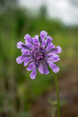 purple flower in the garden