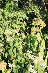 green leaves in the garden