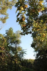 autumn in the forest