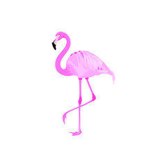 Pink Flamingo bird.A Flamingo stands on one leg on a white background.Exotic beautiful African bird is the icon for