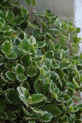 Spurflower, Swedish Ivy, Incense Plant