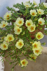 Naklejka na ściany i meble Moss-rose Purslane, Succulent Flowering Plant