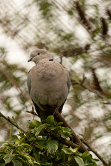 Collared Dove, streptopelia decaocto, perched on Ivy sprig with blurred Spring background