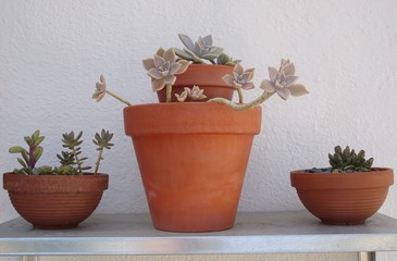 Variety of Succulent Plants in Pots 