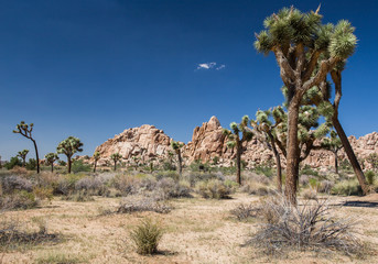 Fototapeta na wymiar Joshua Tree and Rocky landscape, CA, USA