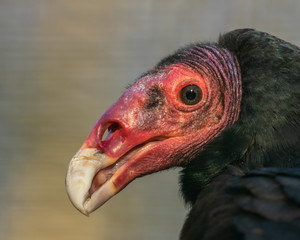 Close up Turkey Vulture, Cathartes aura, looking towards left