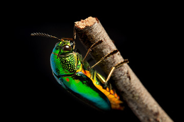 Closeup jewel beetles, Macro shot insect.